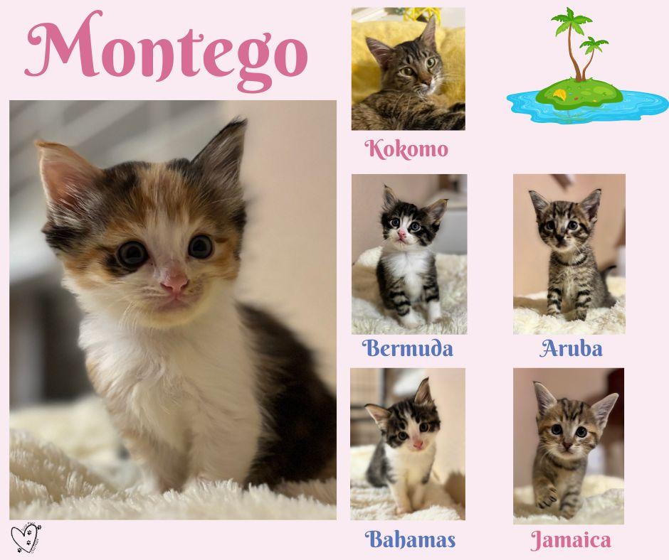 Enlarge Montego, an adopted Calico in Trophy Club, TX image 3/3