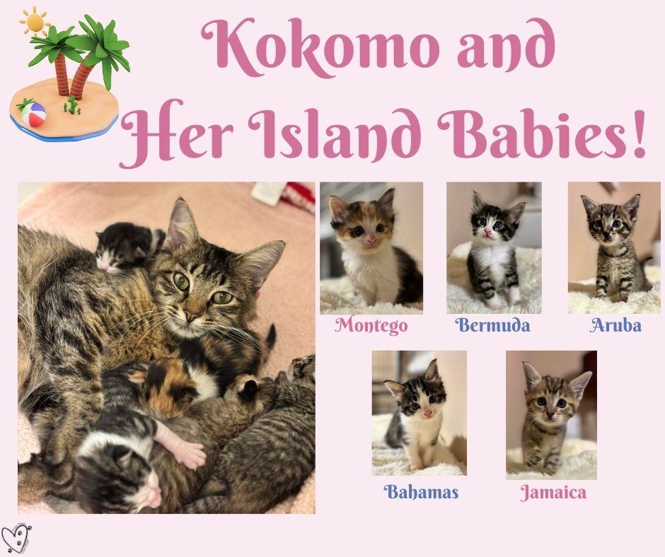Enlarge Montego, an adopted Calico in Trophy Club, TX image 2/3