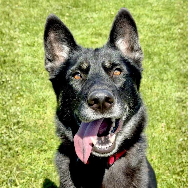 WILLIE ANN, Adoptable, Young Female German Shepherd Dog.