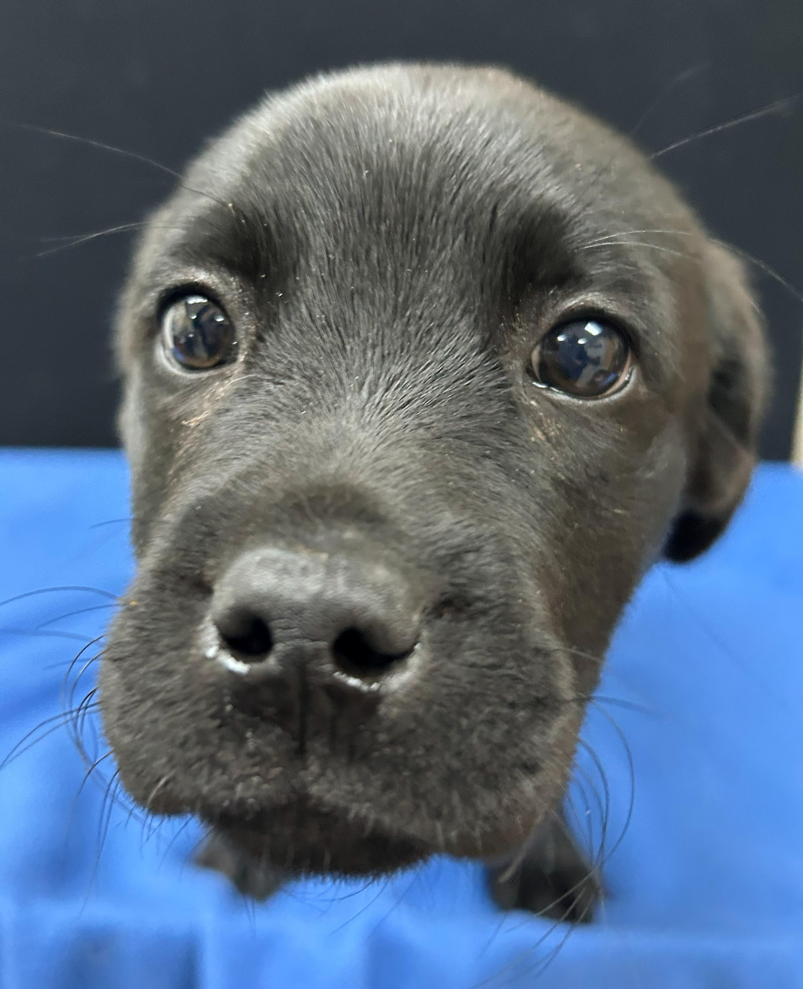 Enlarge Henderson, a Adoptable mixed breed in Neillsville, WI image 1/5