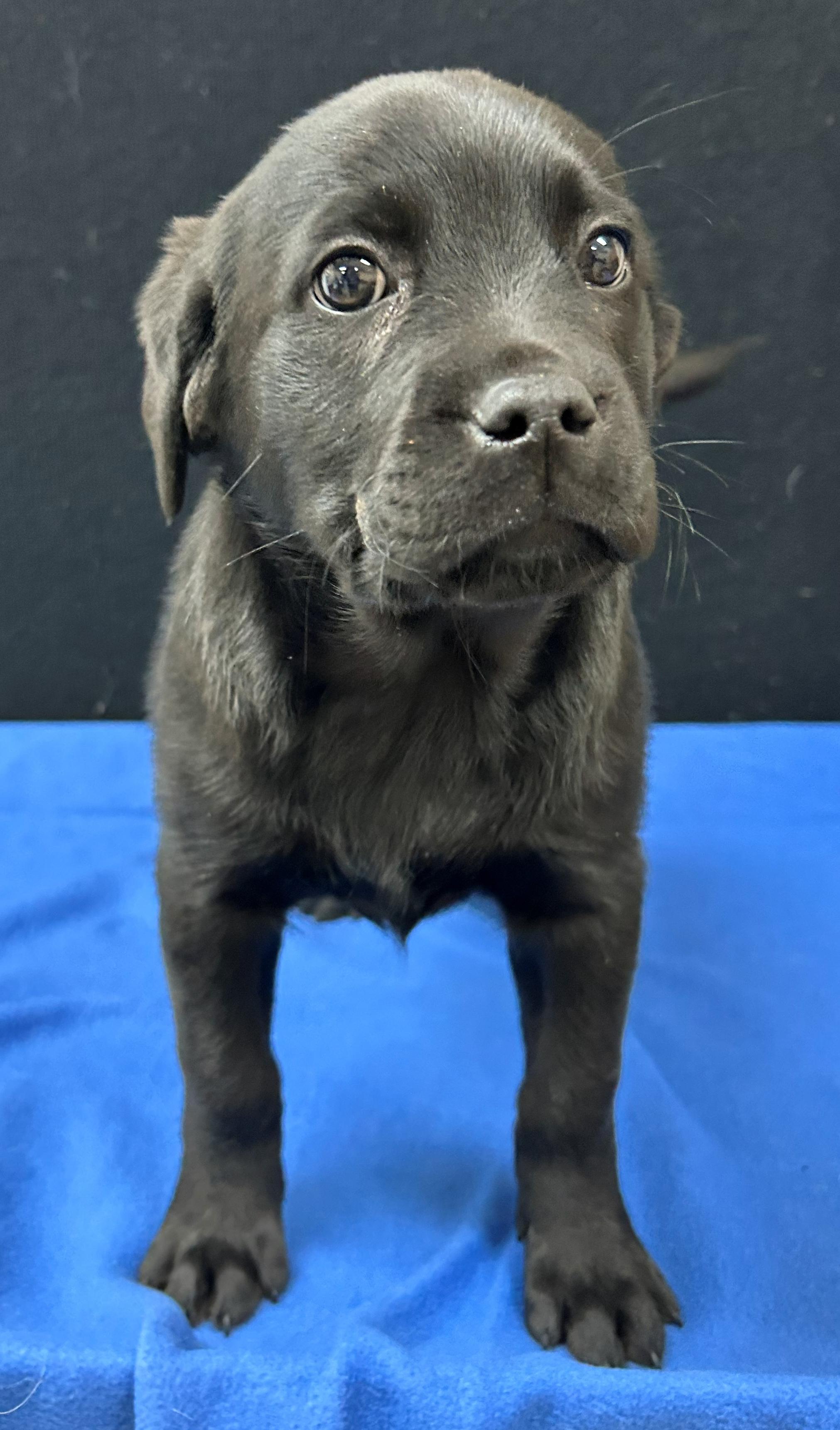 Enlarge Henderson, a Adoptable mixed breed in Neillsville, WI image 2/5