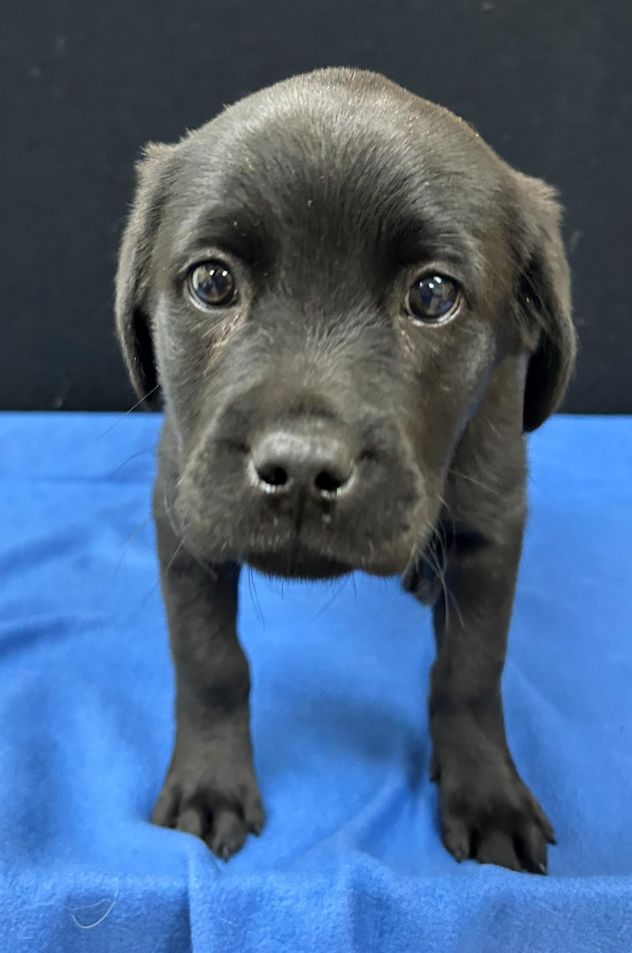 Enlarge Henderson, a Adoptable mixed breed in Neillsville, WI image 3/5