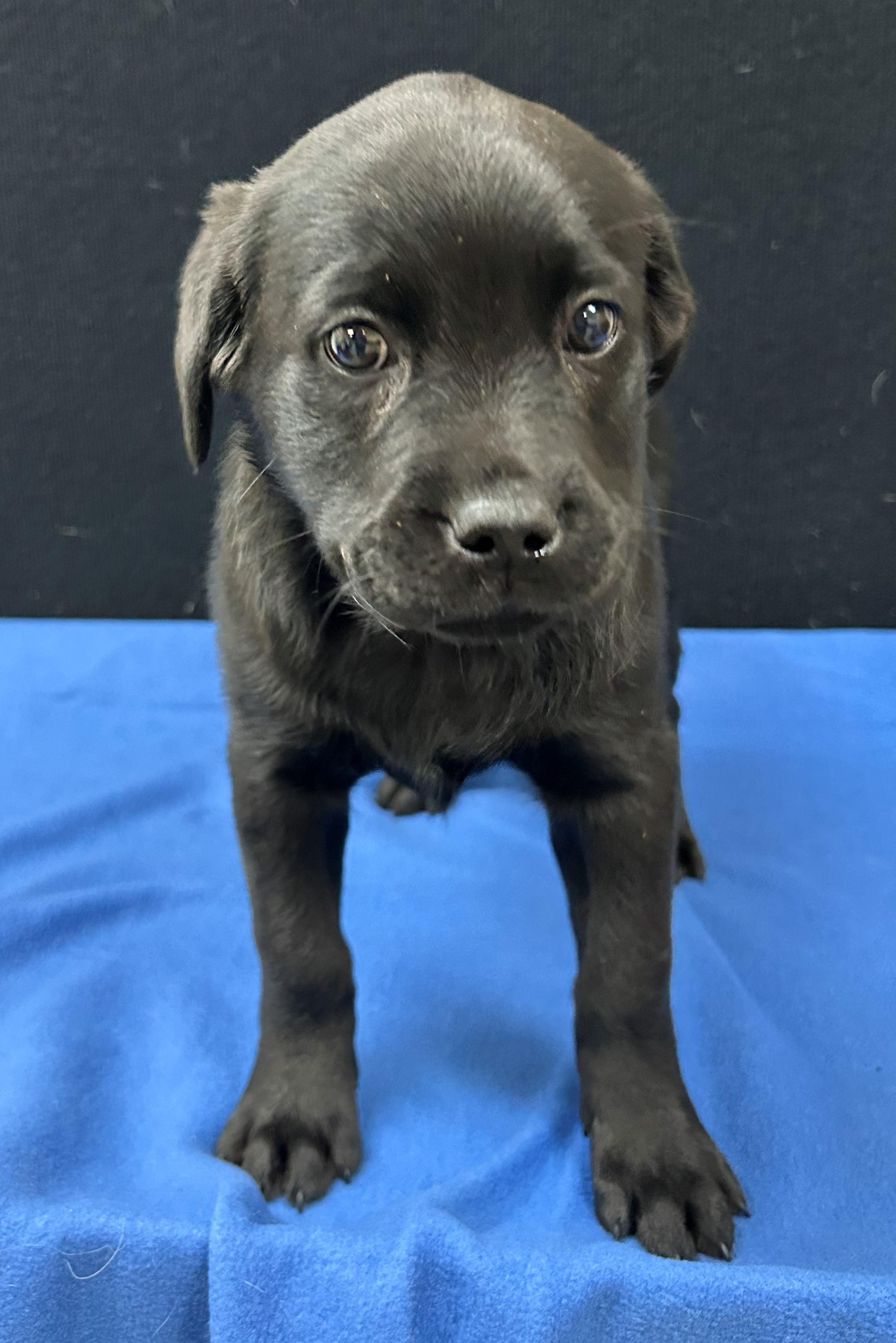 Enlarge Henderson, a Adoptable mixed breed in Neillsville, WI image 4/5