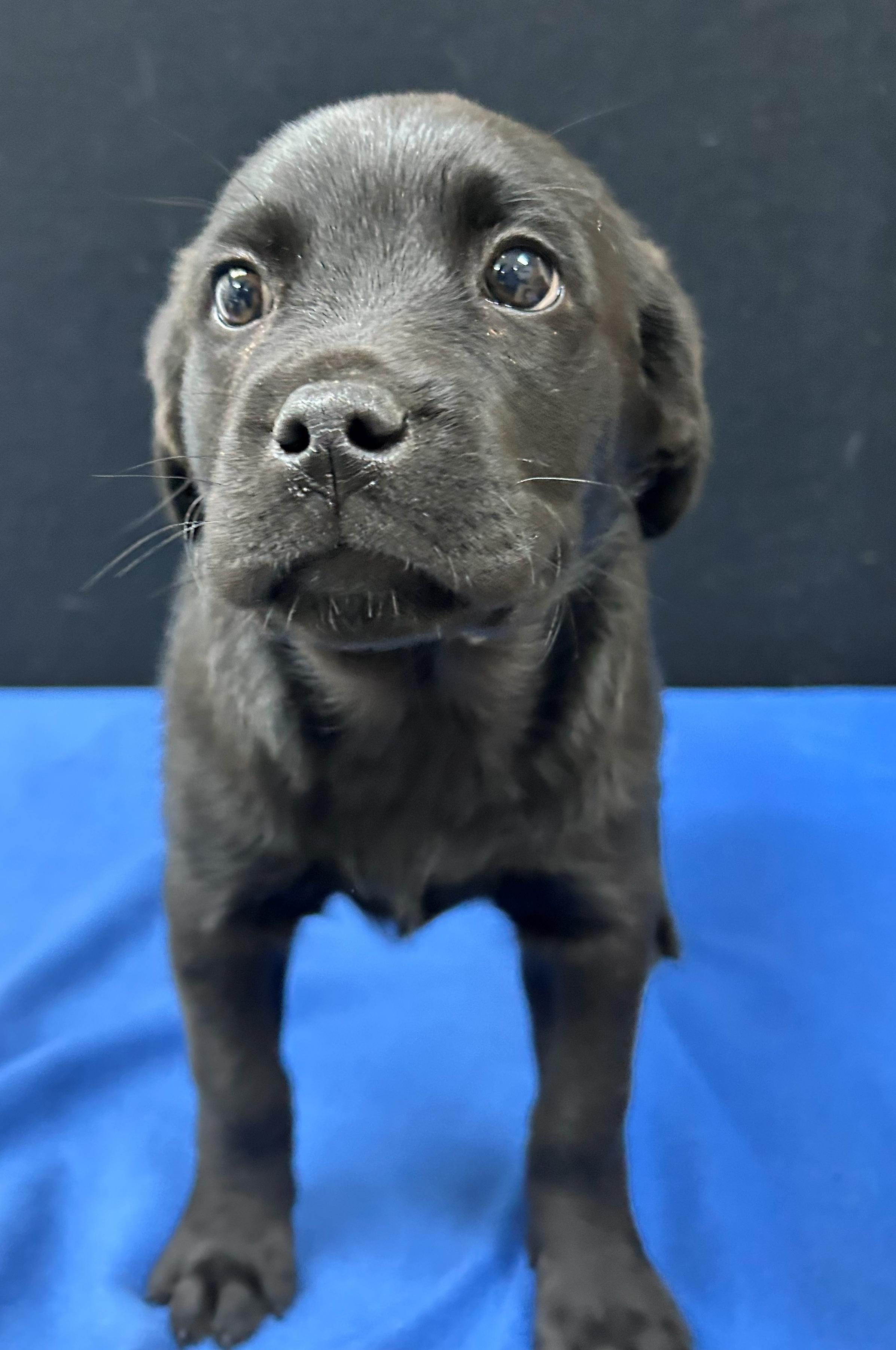 Enlarge Henderson, a Adoptable mixed breed in Neillsville, WI image 5/5
