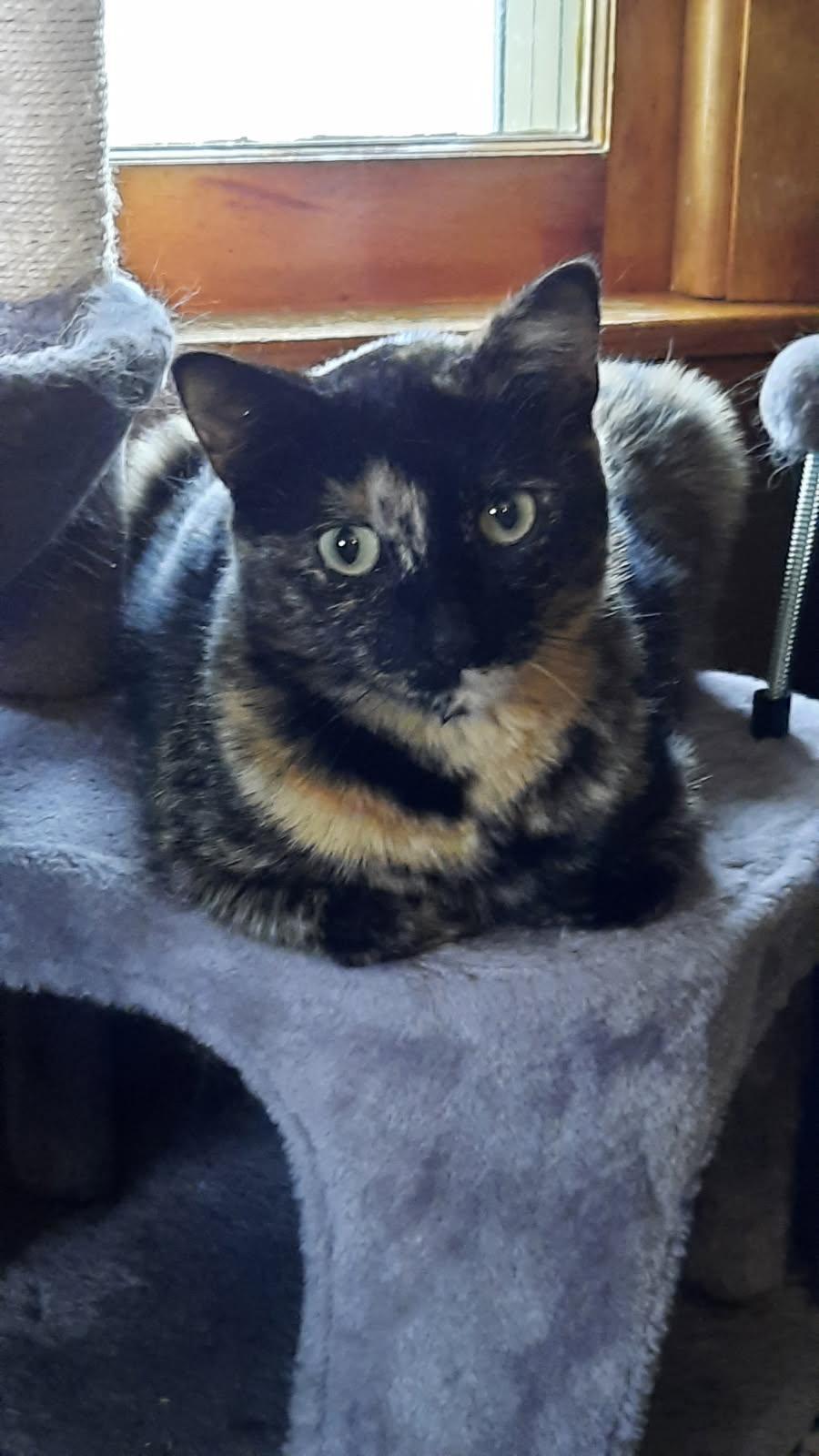 Enlarge Dolly, a ADOPTABLE Domestic Short Hair in Milwaukee, WI image 4/4