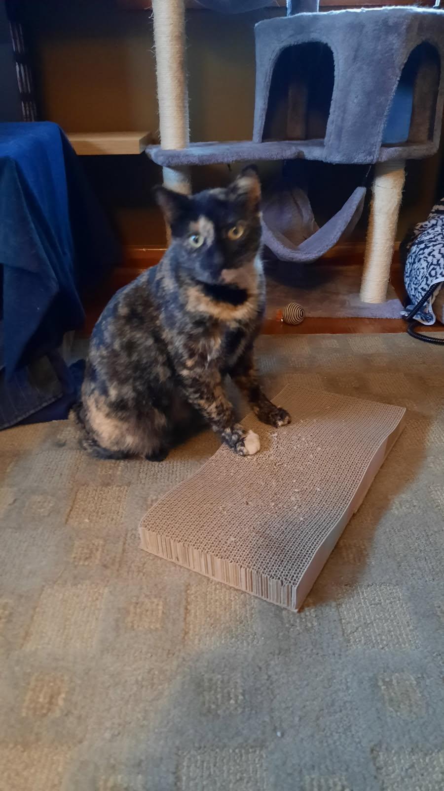 Enlarge Dolly, a ADOPTABLE Domestic Short Hair in Milwaukee, WI image 3/4