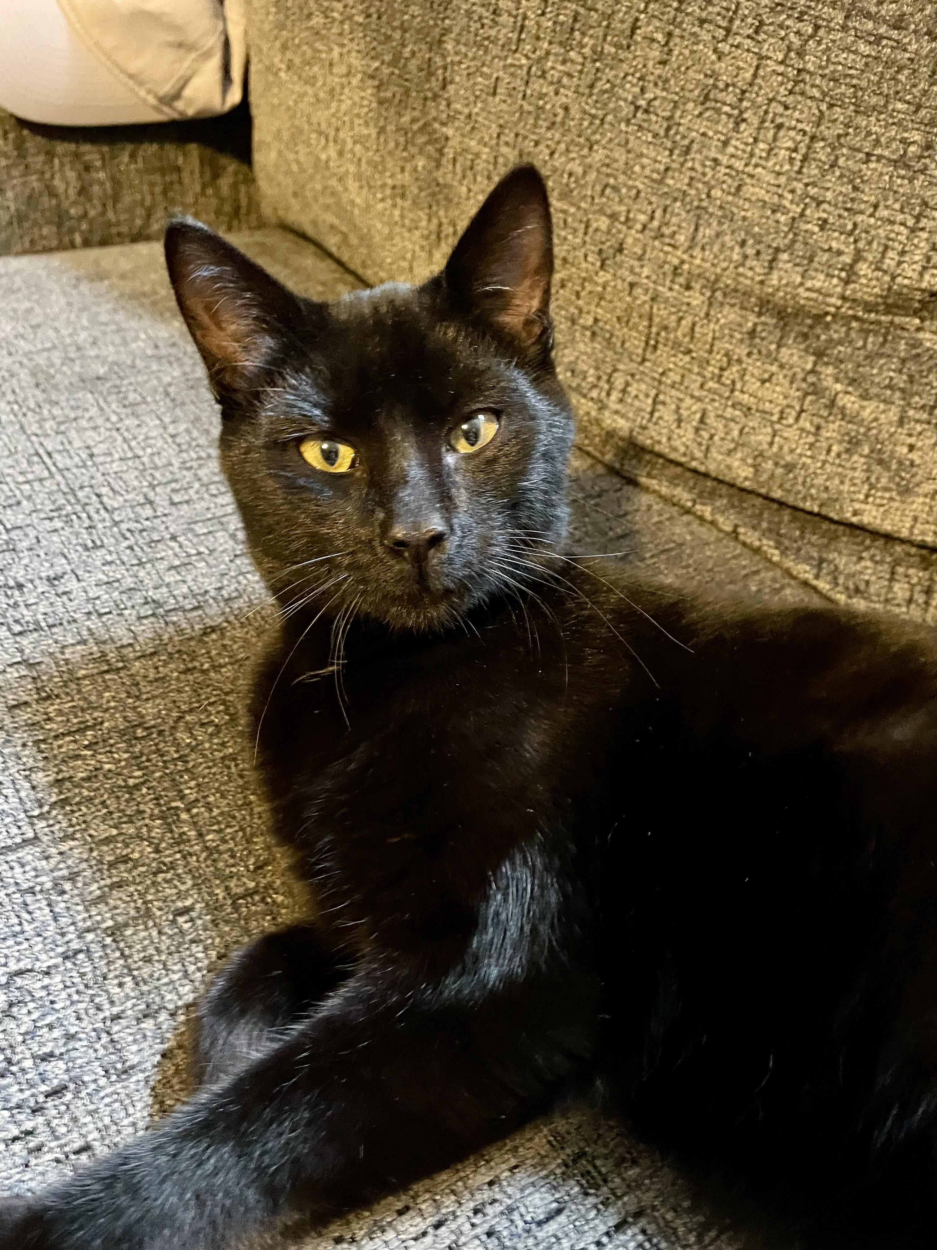 Licorice, Adoptable, Young Male Domestic Short Hair.