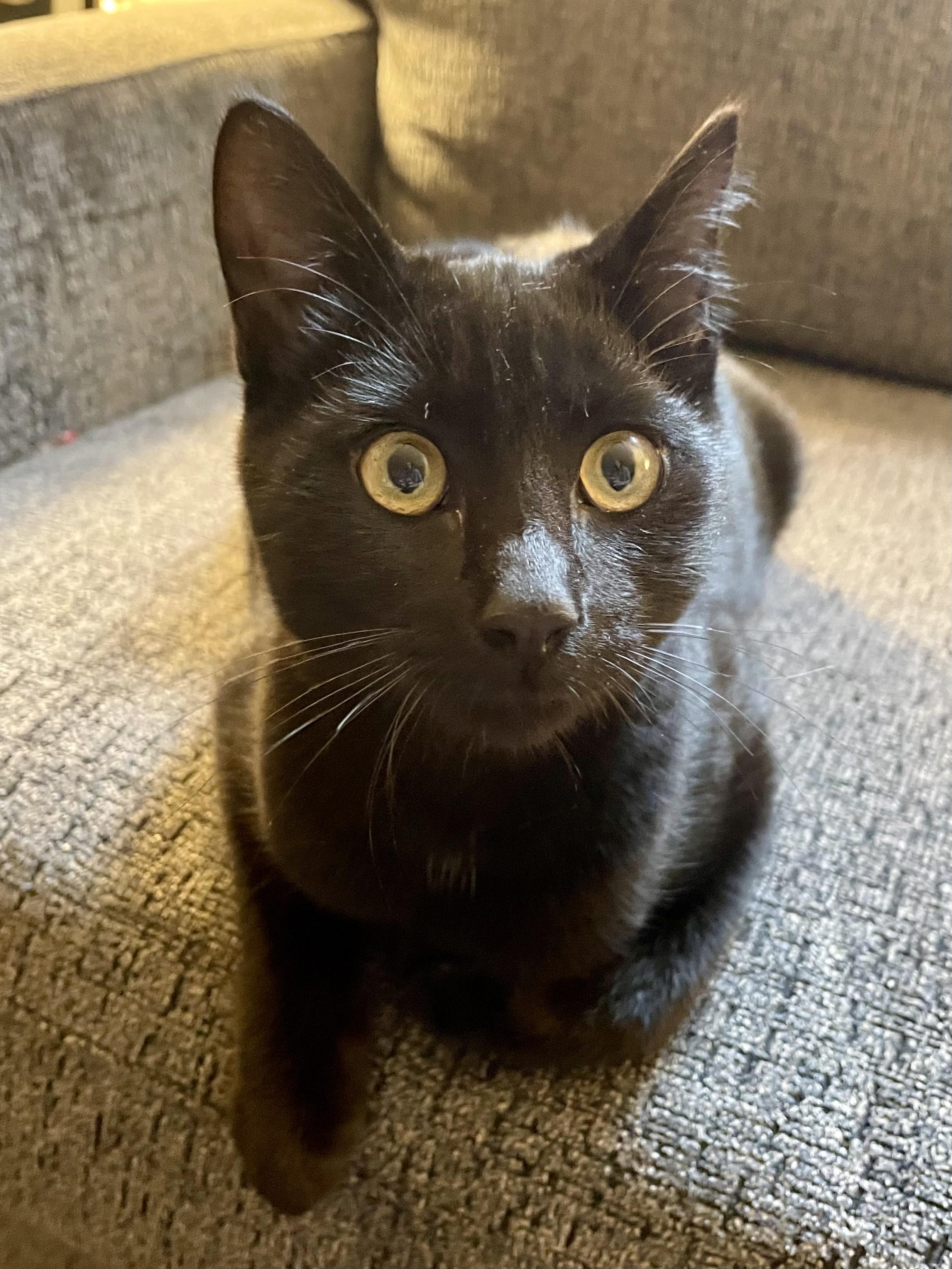 Licorice, a Adoptable Domestic Short Hair in Rochester, WA image 2/3