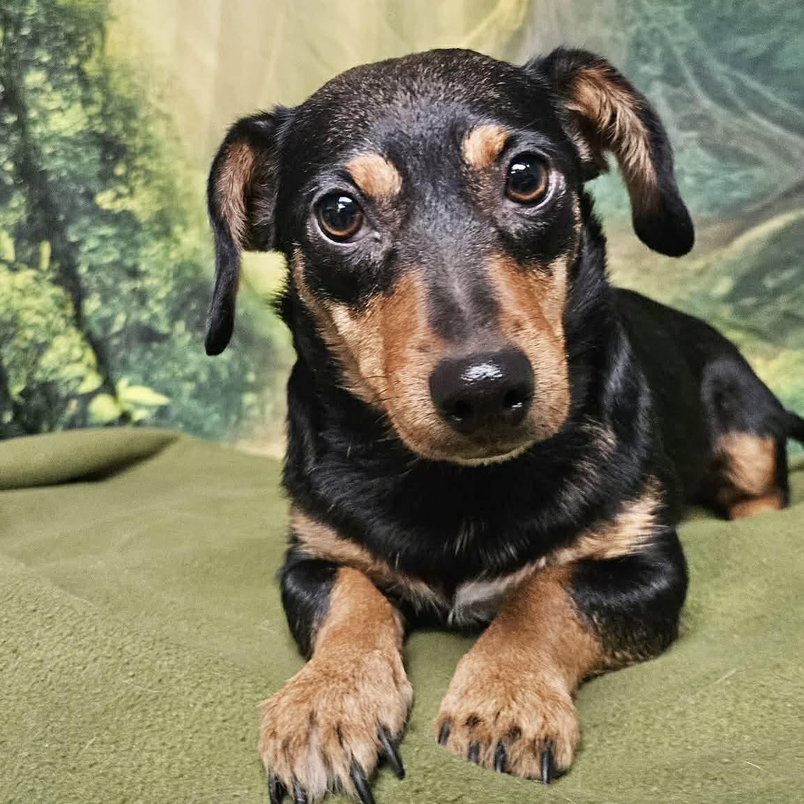 Enlarge Ruby, a ADOPTABLE mixed breed in Boulder, CO image 2/5