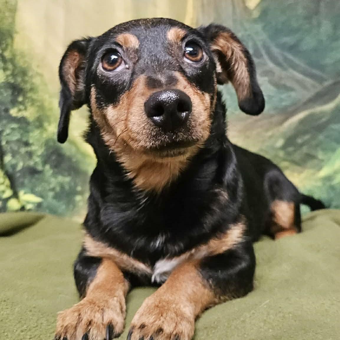 Enlarge Ruby, a ADOPTABLE mixed breed in Boulder, CO image 3/5