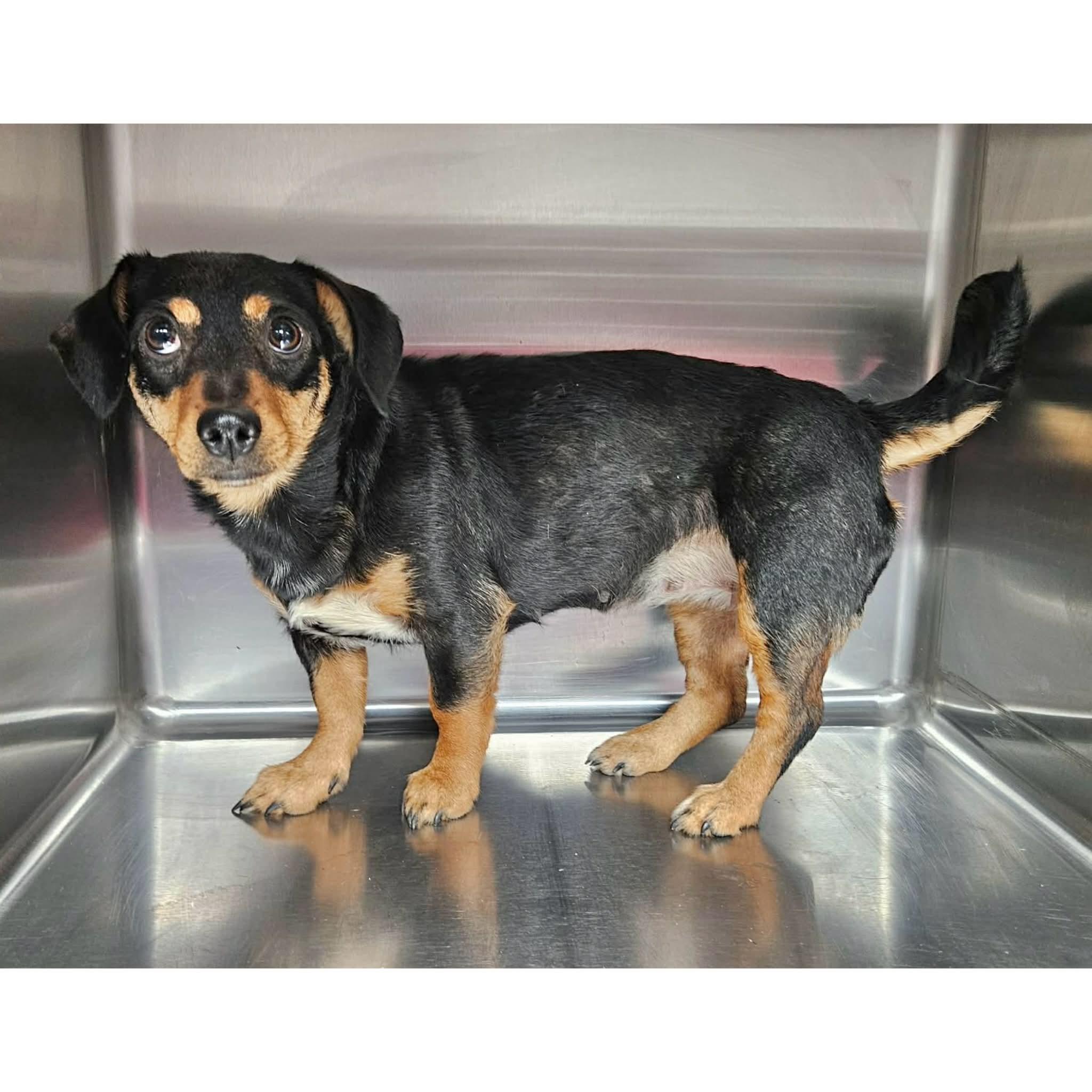 Ruby, ADOPTABLE, Young Female Dachshund & Chihuahua.