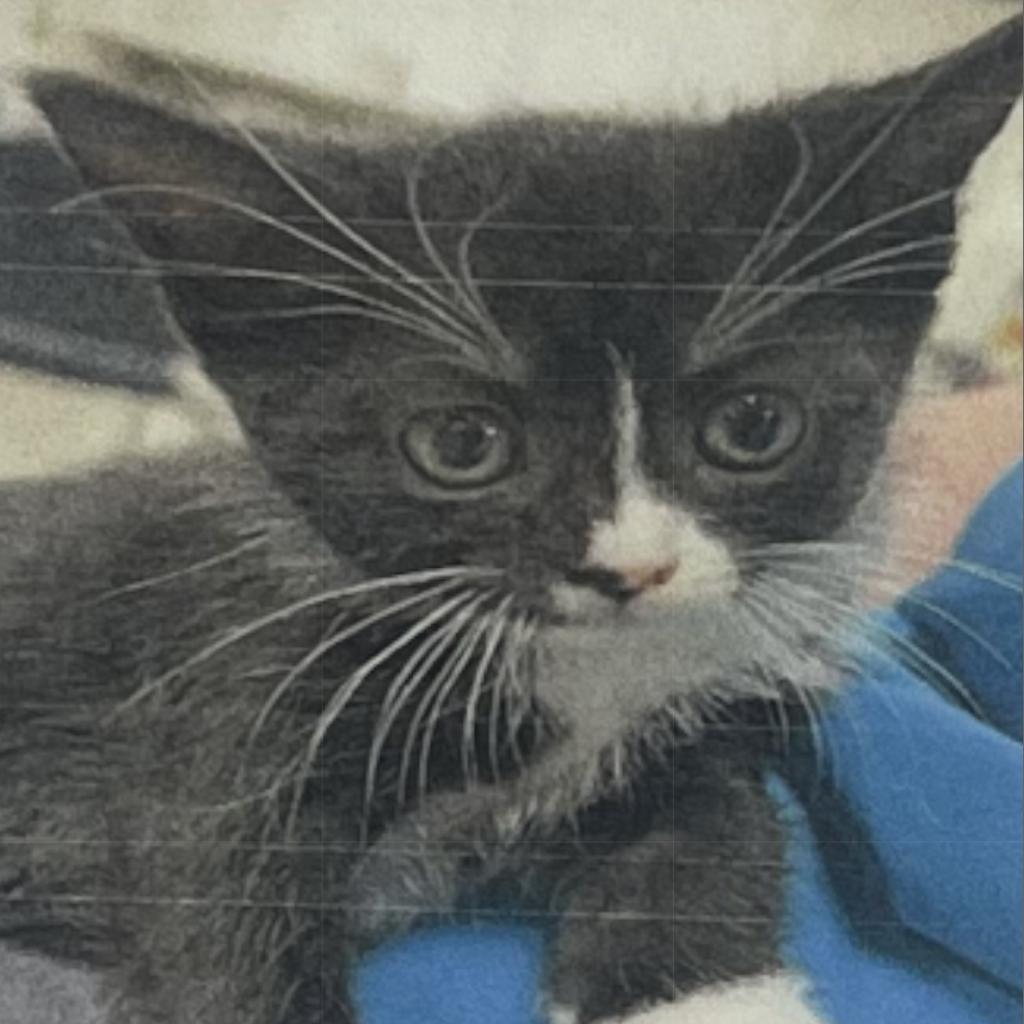 Poe, Adoptable, Young Female Domestic Short Hair.