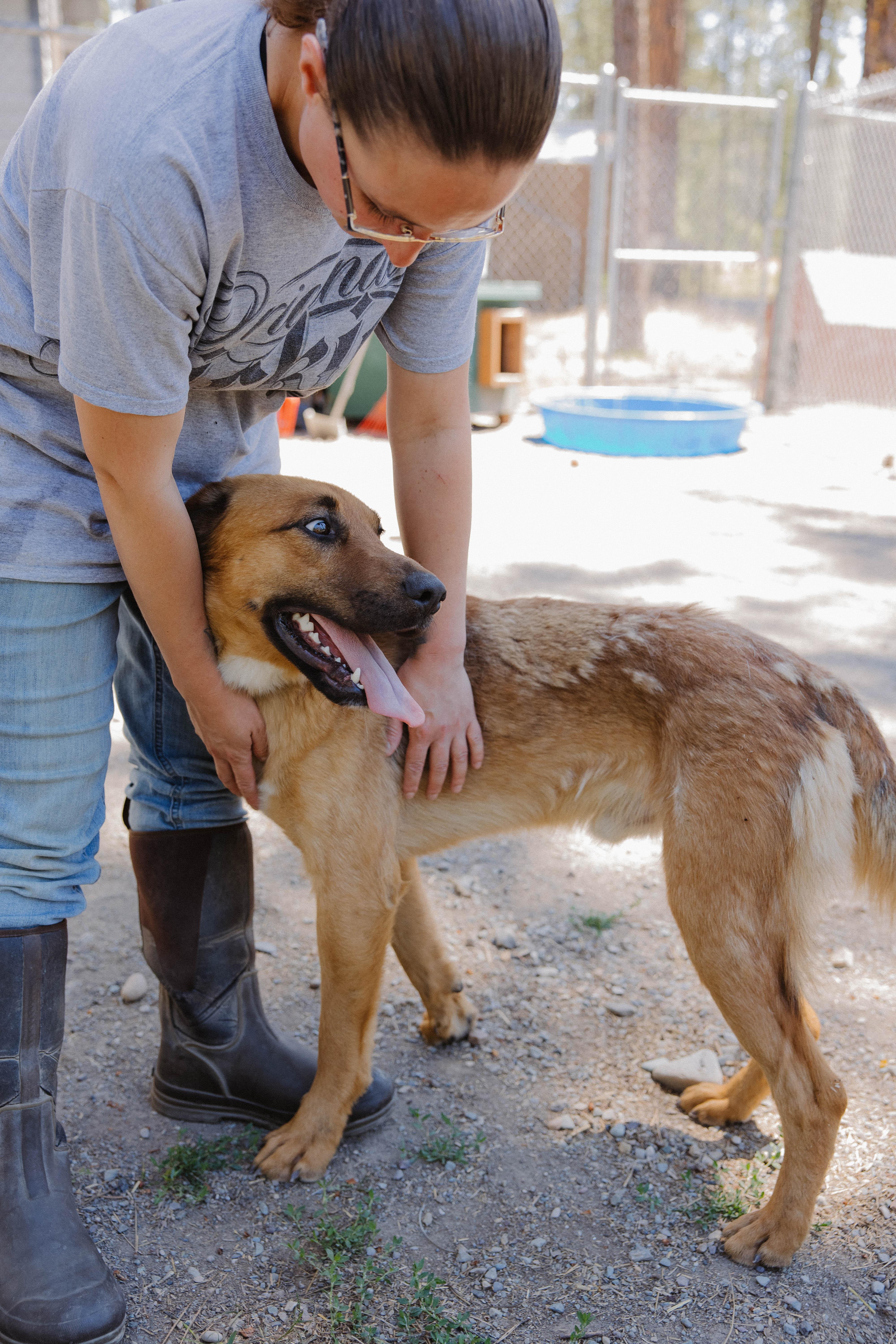 Enlarge Buck, a Adopted mixed breed in Libby, MT image 1/3