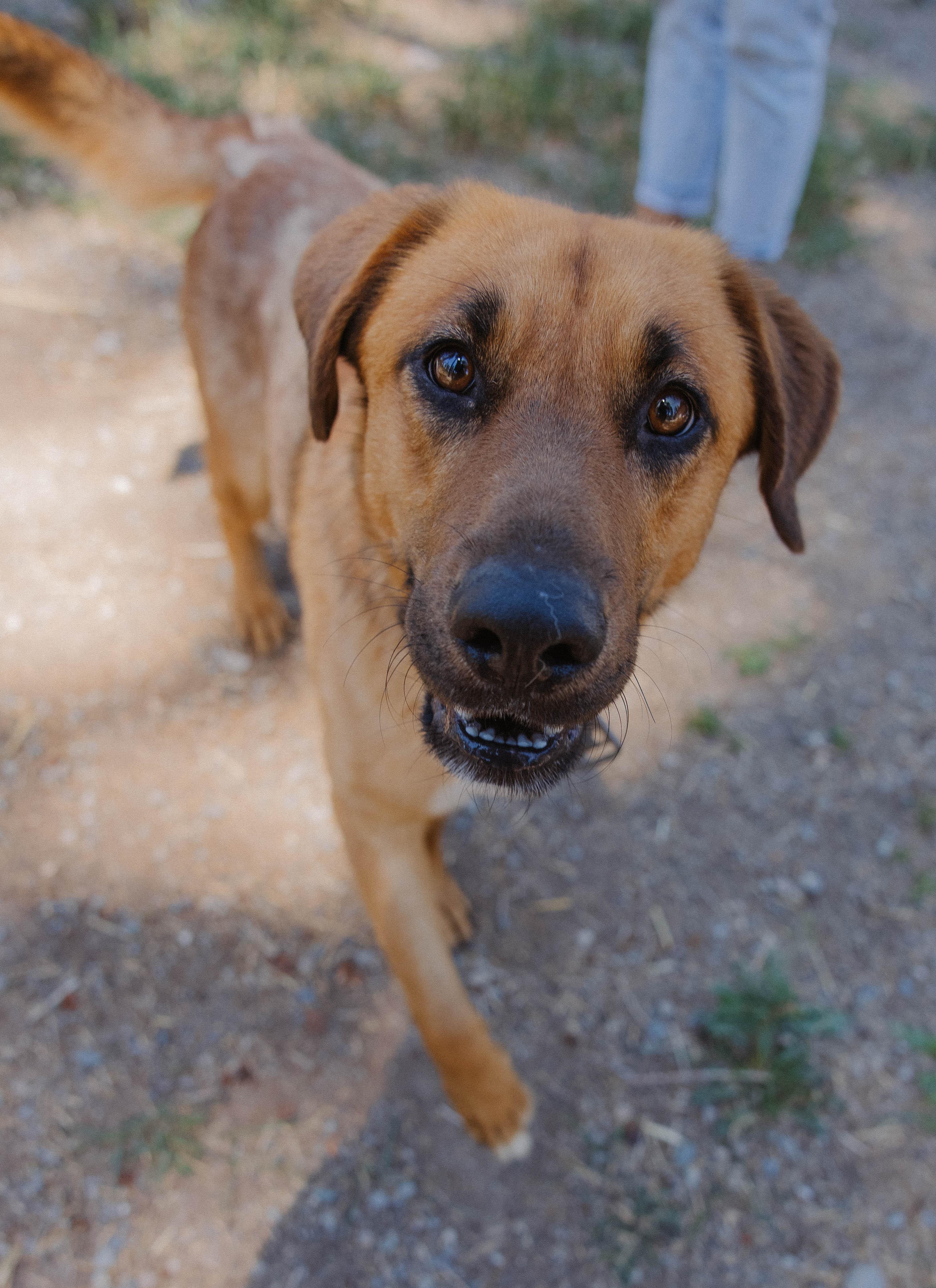Enlarge Buck, a Adopted mixed breed in Libby, MT image 2/3