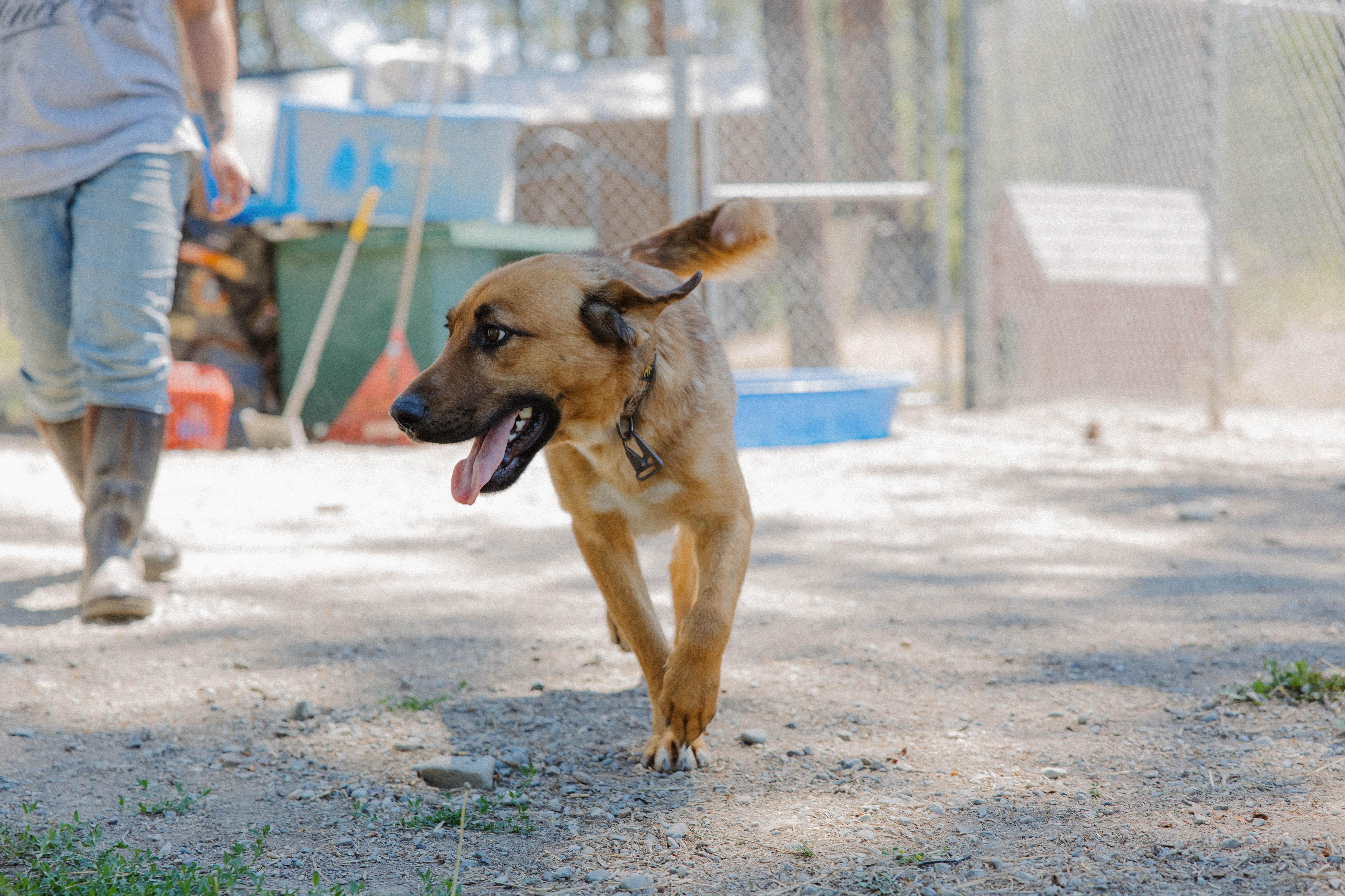 Enlarge Buck, a Adopted mixed breed in Libby, MT image 3/3