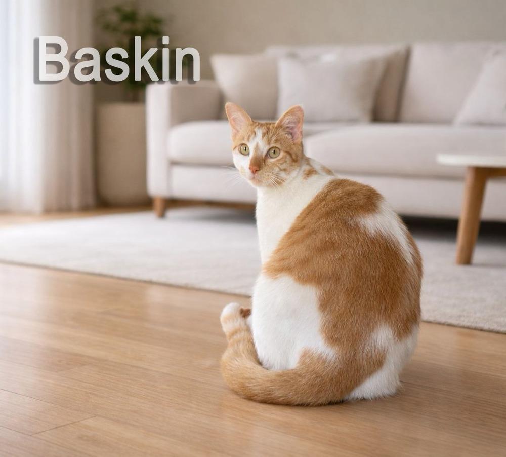 Enlarge Robbins, a Adoptable Domestic Short Hair in Hudson, NH image 2/3