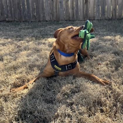 Alastar, a Adoptable mixed breed in Bryan, TX image 1/3