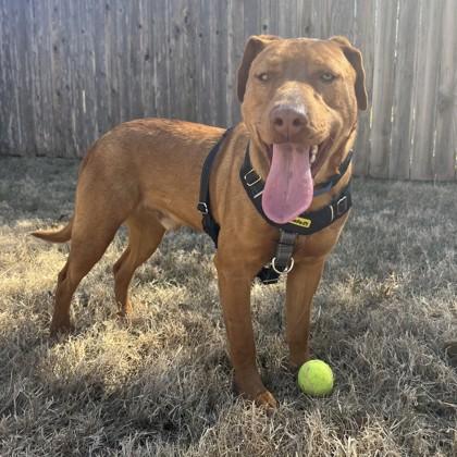 Alastar, Adoptable, Adult Male Labrador Retriever & Rhodesian Ridgeback.