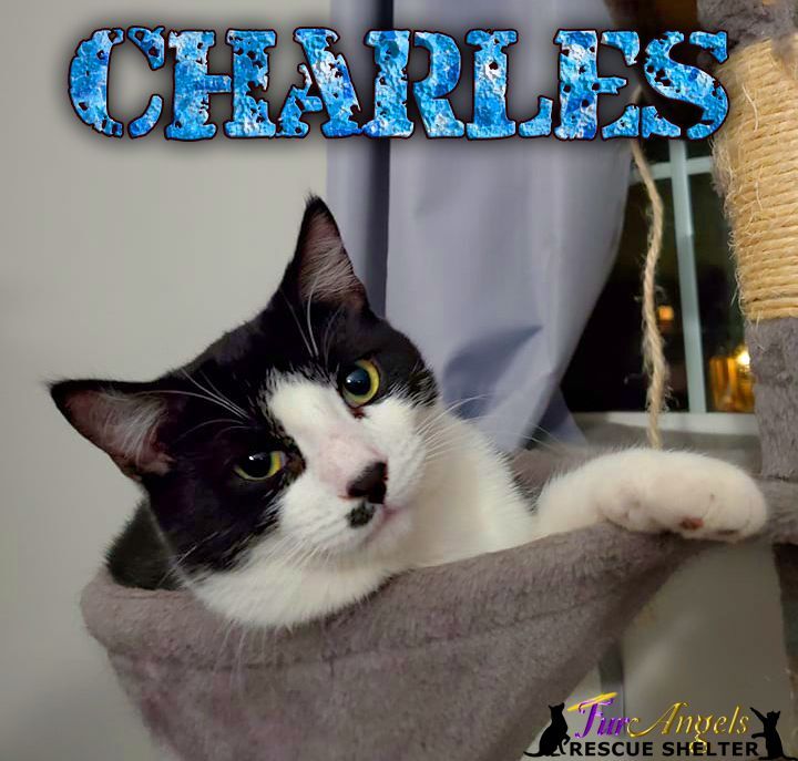 Charles, a Adoptable Domestic Short Hair image 1/4