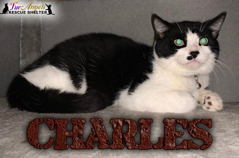 Charles, a Adoptable Domestic Short Hair image 2/4