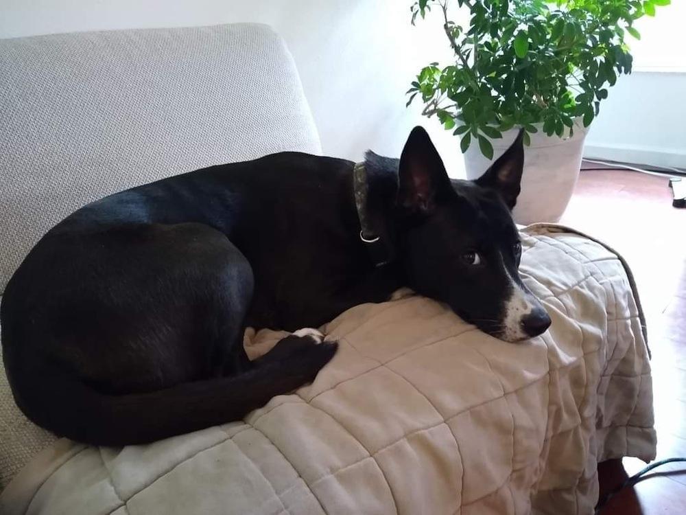 Enlarge Angie Angus, a Adopted mixed breed in Tampa, FL image 1/4