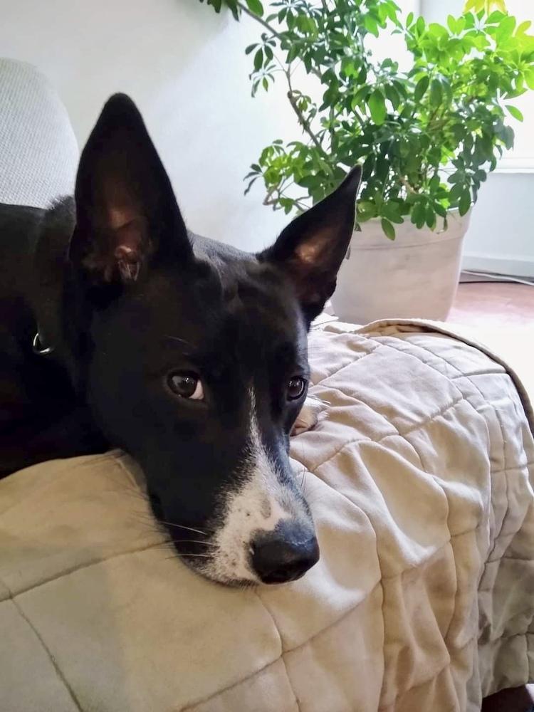 Enlarge Angie Angus, a Adopted mixed breed in Tampa, FL image 2/4