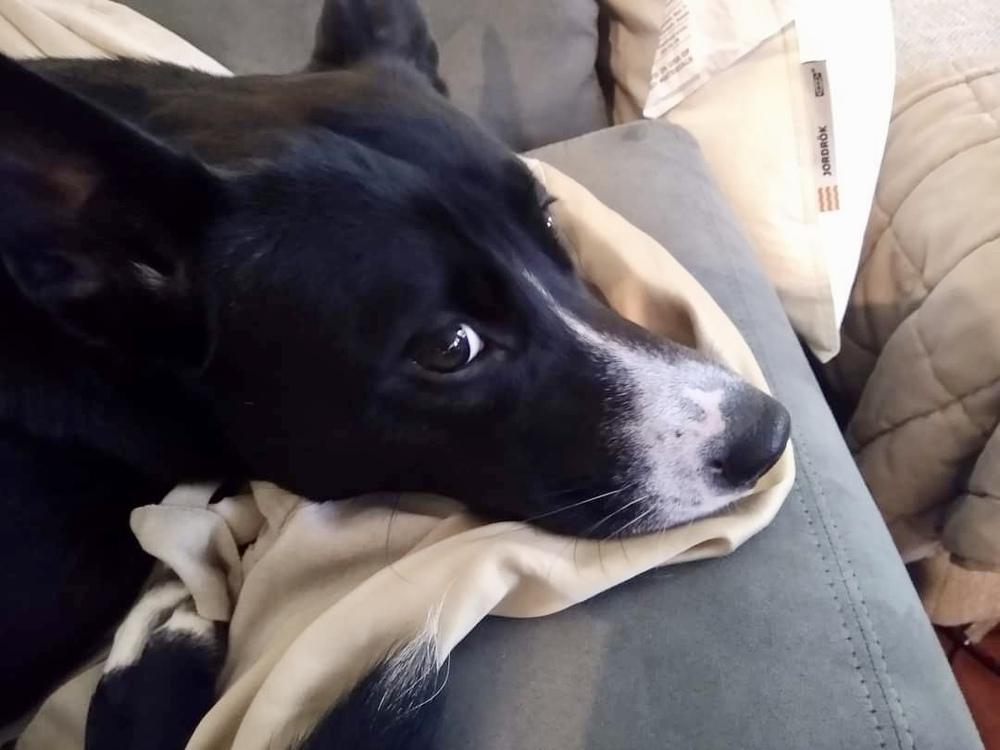 Enlarge Angie Angus, a Adopted mixed breed in Tampa, FL image 3/4