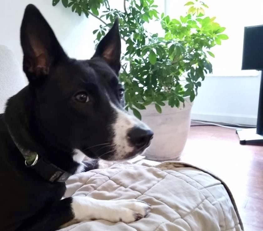 Enlarge Angie Angus, a Adopted mixed breed in Tampa, FL image 4/4