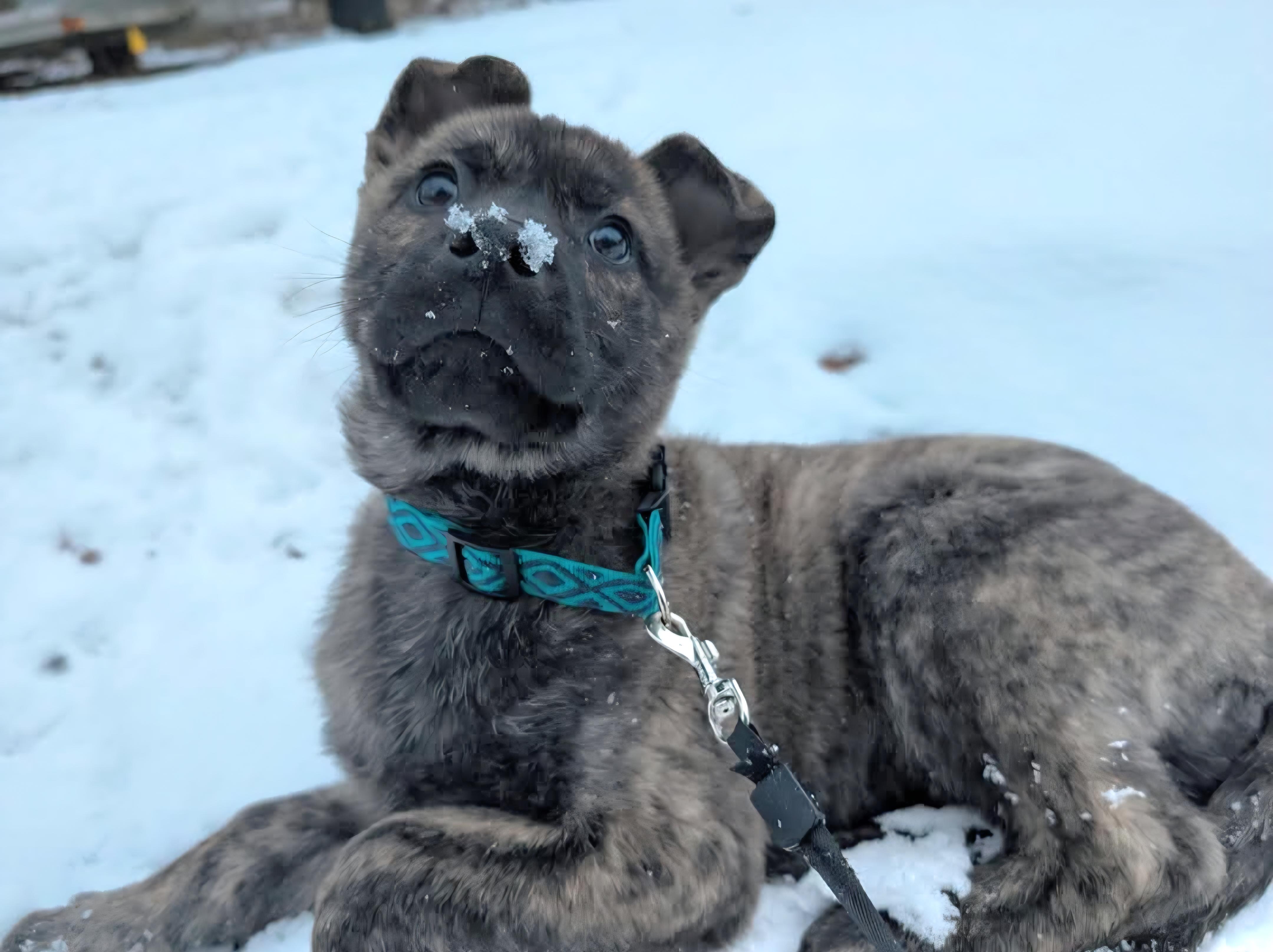 Enlarge Ember, an adopted mixed breed in Salamanca, NY image 1/5