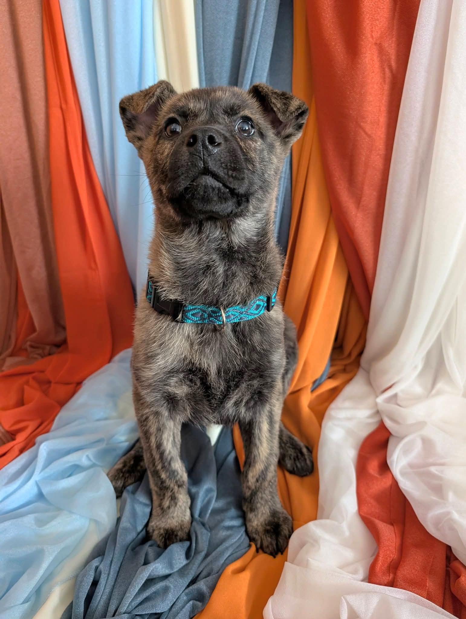 Enlarge Ember, an adopted mixed breed in Salamanca, NY image 2/5