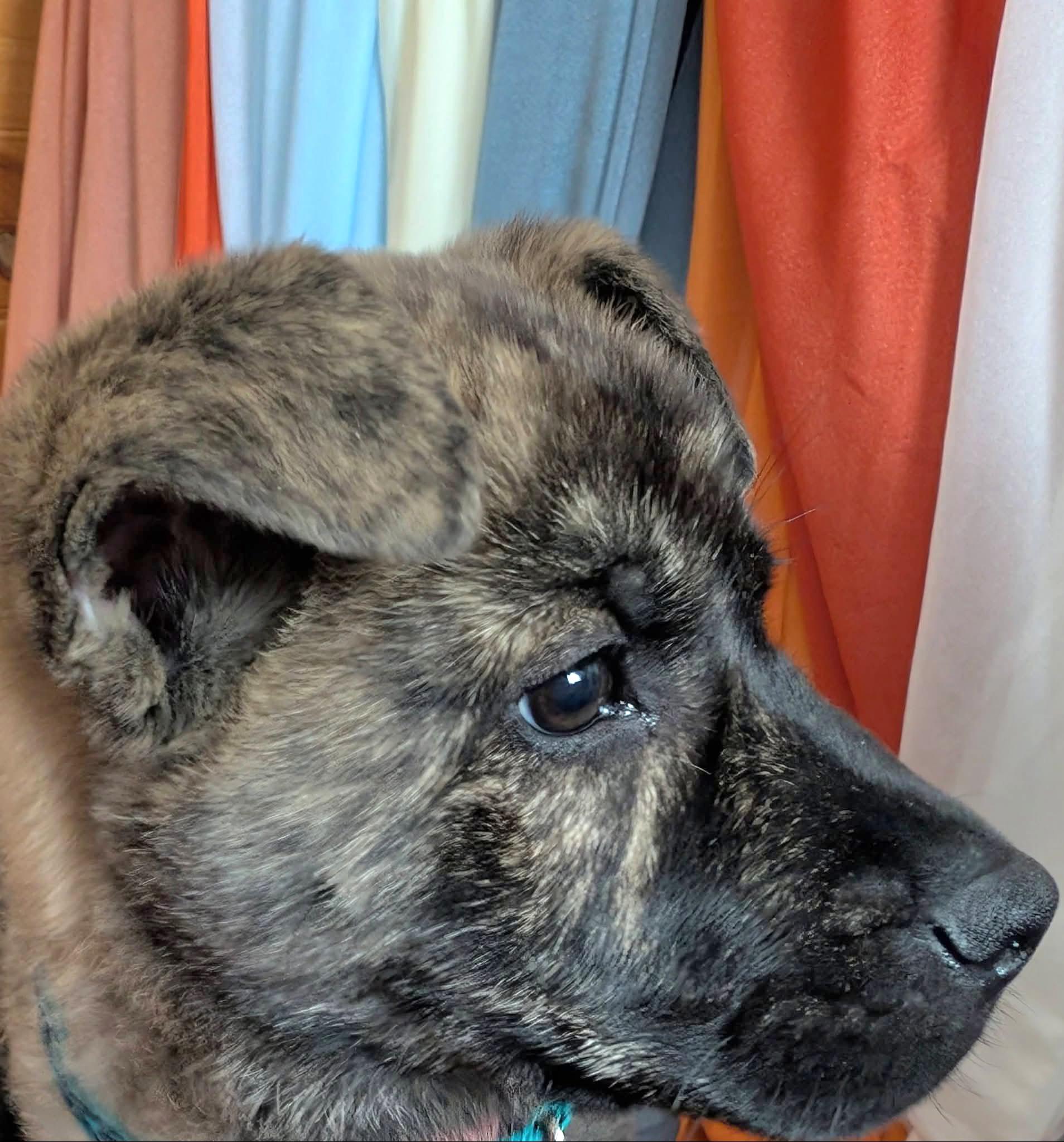 Enlarge Ember, an adopted mixed breed in Salamanca, NY image 4/5