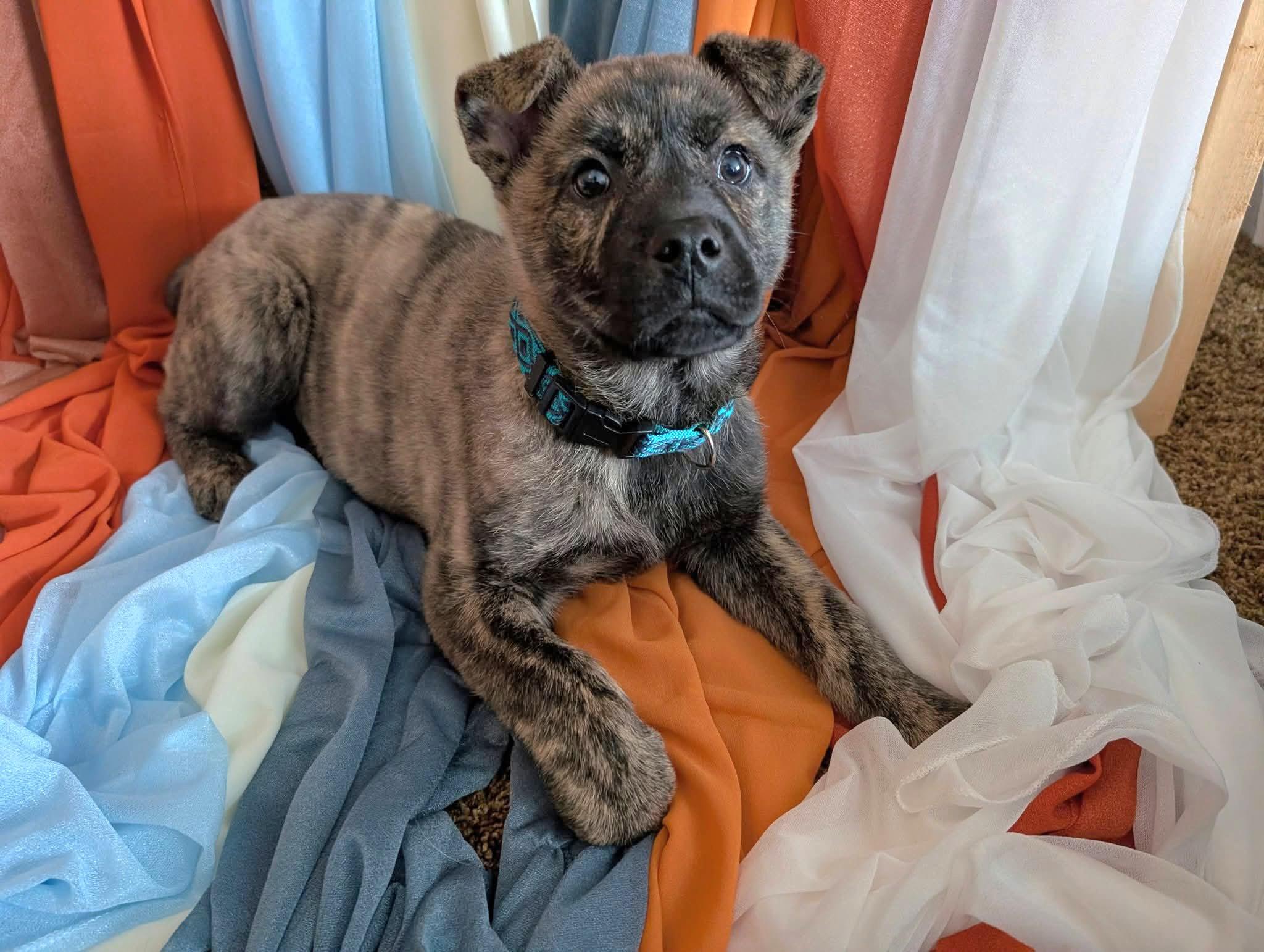 Enlarge Ember, an adopted mixed breed in Salamanca, NY image 3/5