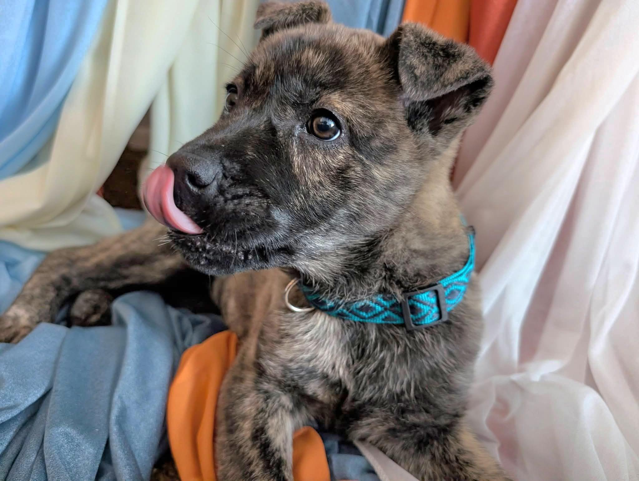 Enlarge Ember, an adopted mixed breed in Salamanca, NY image 5/5