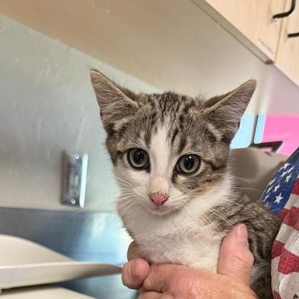 Washington, Adoptable, Kitten Male Domestic Short Hair.