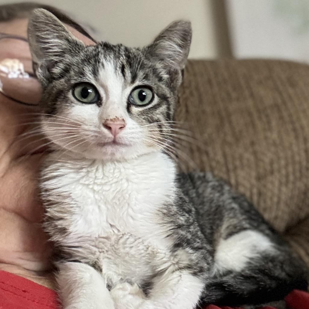Enlarge Washington, a Adoptable Domestic Short Hair in Ponca City, OK image 2/2