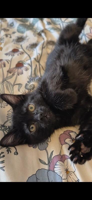 Enlarge Barnaby, a Adoptable Domestic Short Hair in Fort Collins, CO image 2/3