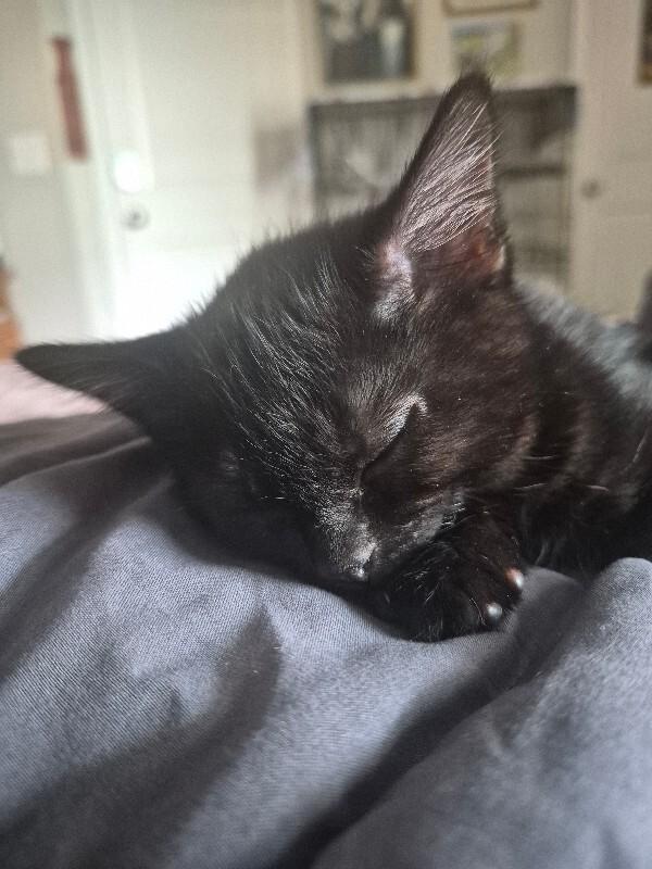 Enlarge Barnaby, a Adoptable Domestic Short Hair in Fort Collins, CO image 3/3