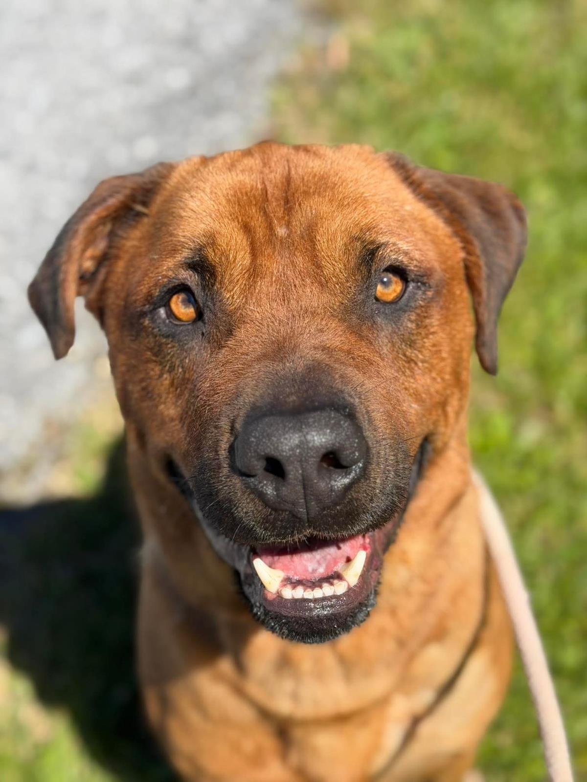 Enlarge Thor, a Adoptable mixed breed in Front Royal, VA image 1/2