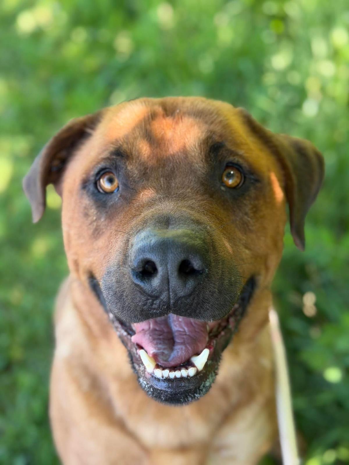 Enlarge Thor, a Adoptable mixed breed in Front Royal, VA image 2/2