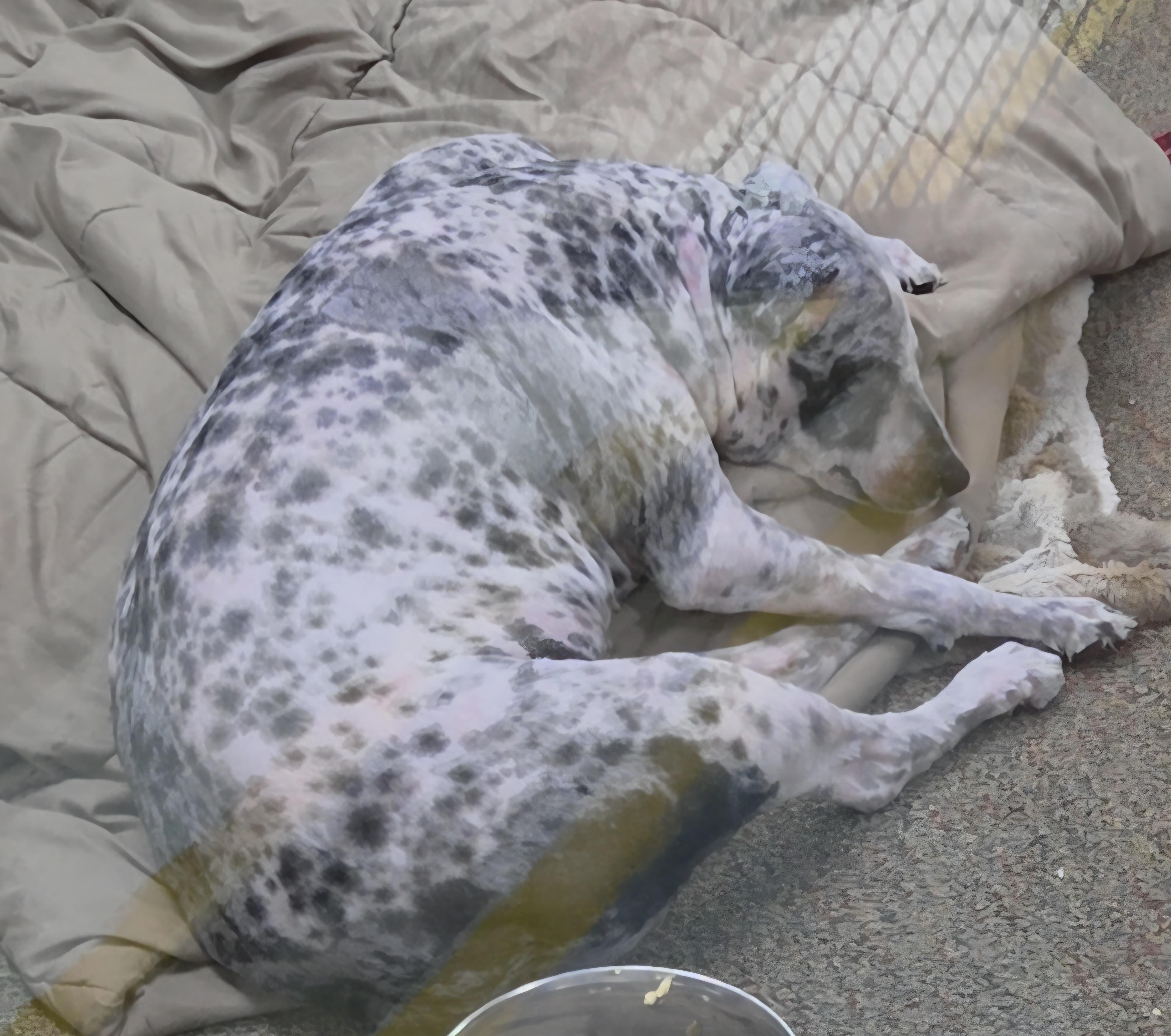 Enlarge Pearl, a ADOPTABLE Sheep Dog in Newcastle, WY image 2/2
