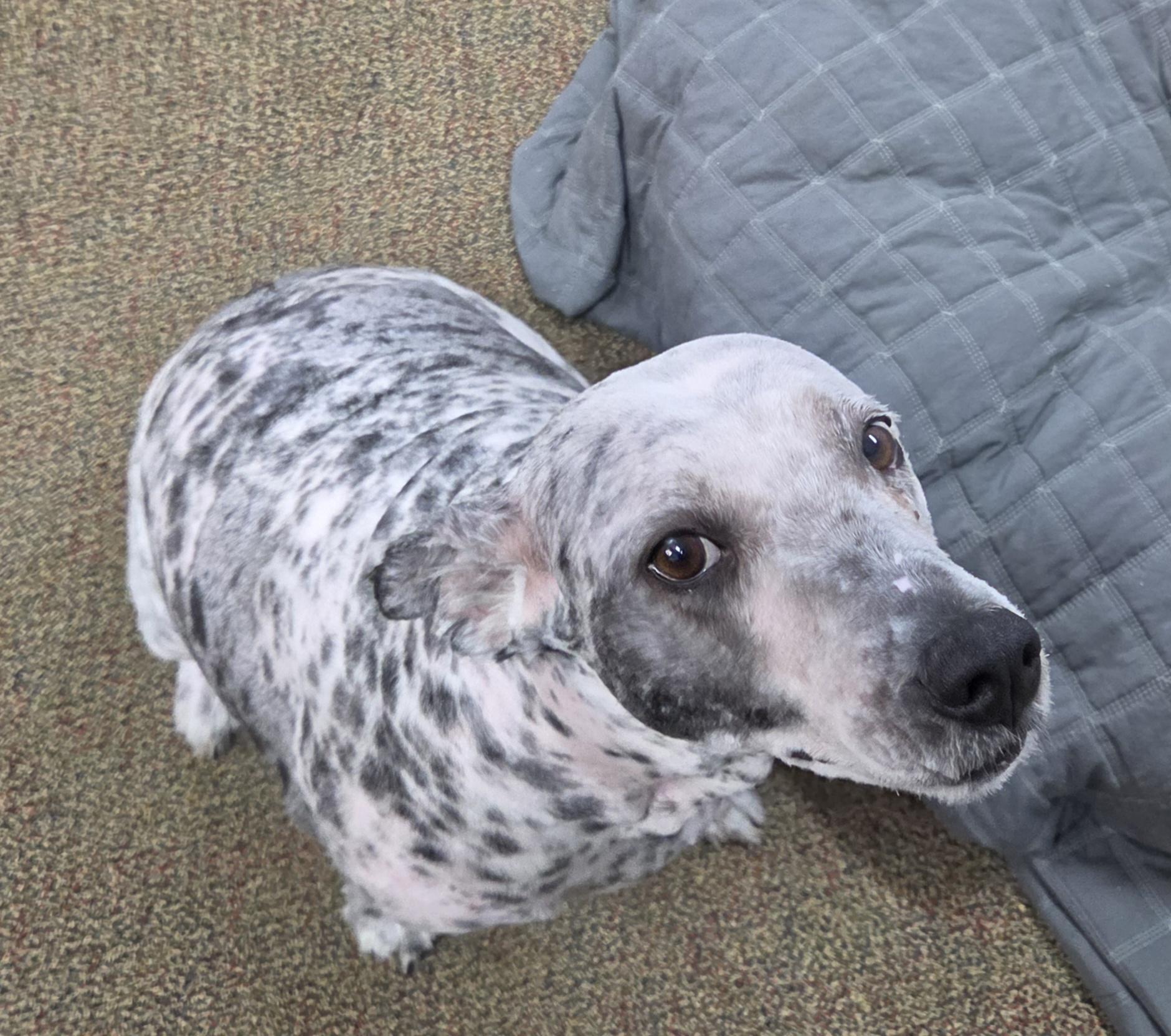 Pearl, ADOPTABLE, Adult Female Sheep Dog.
