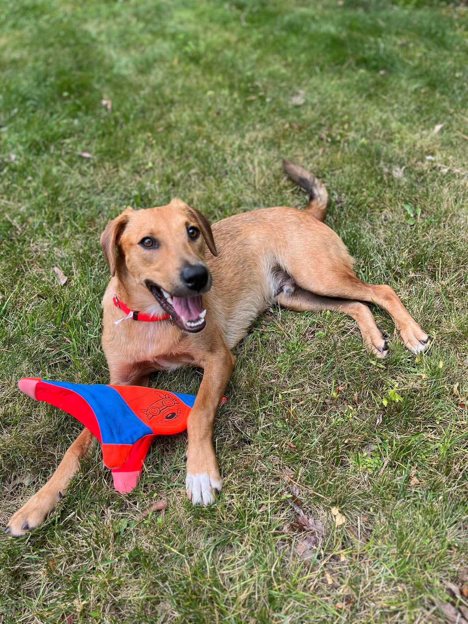 Enlarge Patrick, a Adoptable mixed breed in Elwood, NJ image 2/6