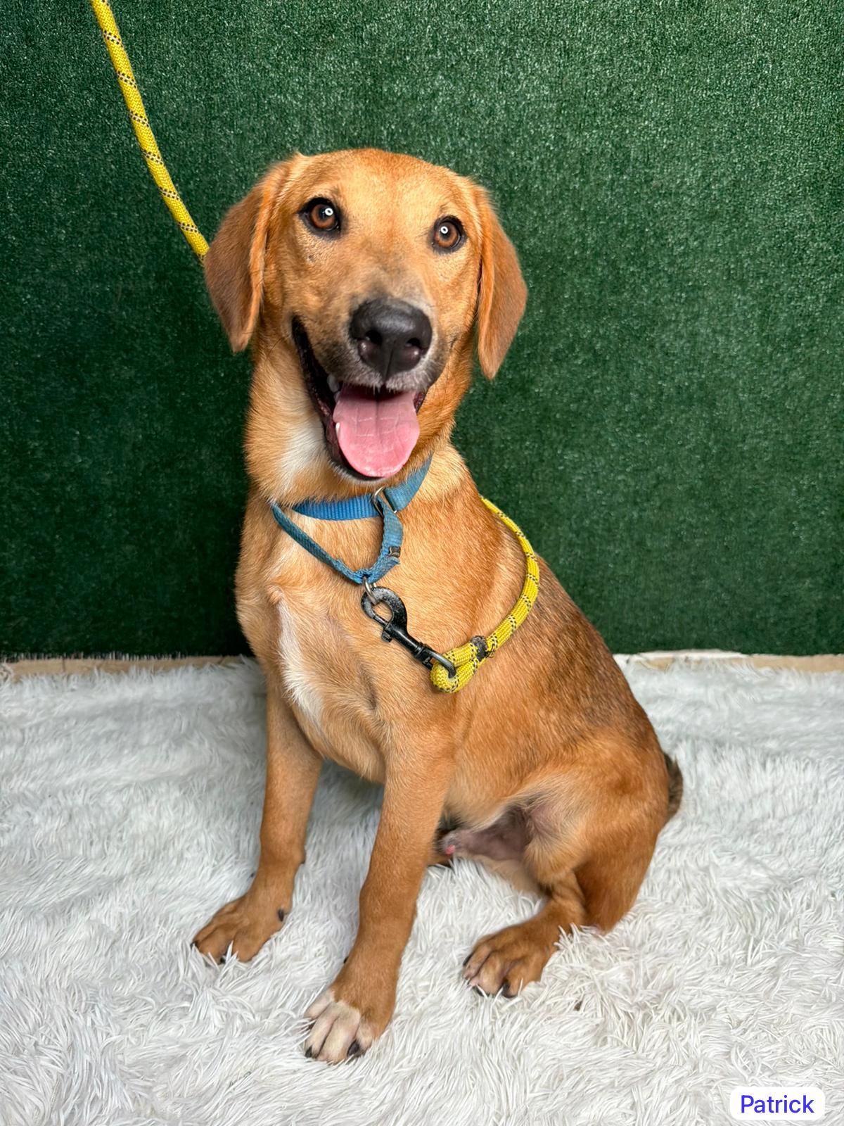 Enlarge Patrick, a Adoptable mixed breed in Elwood, NJ image 1/6