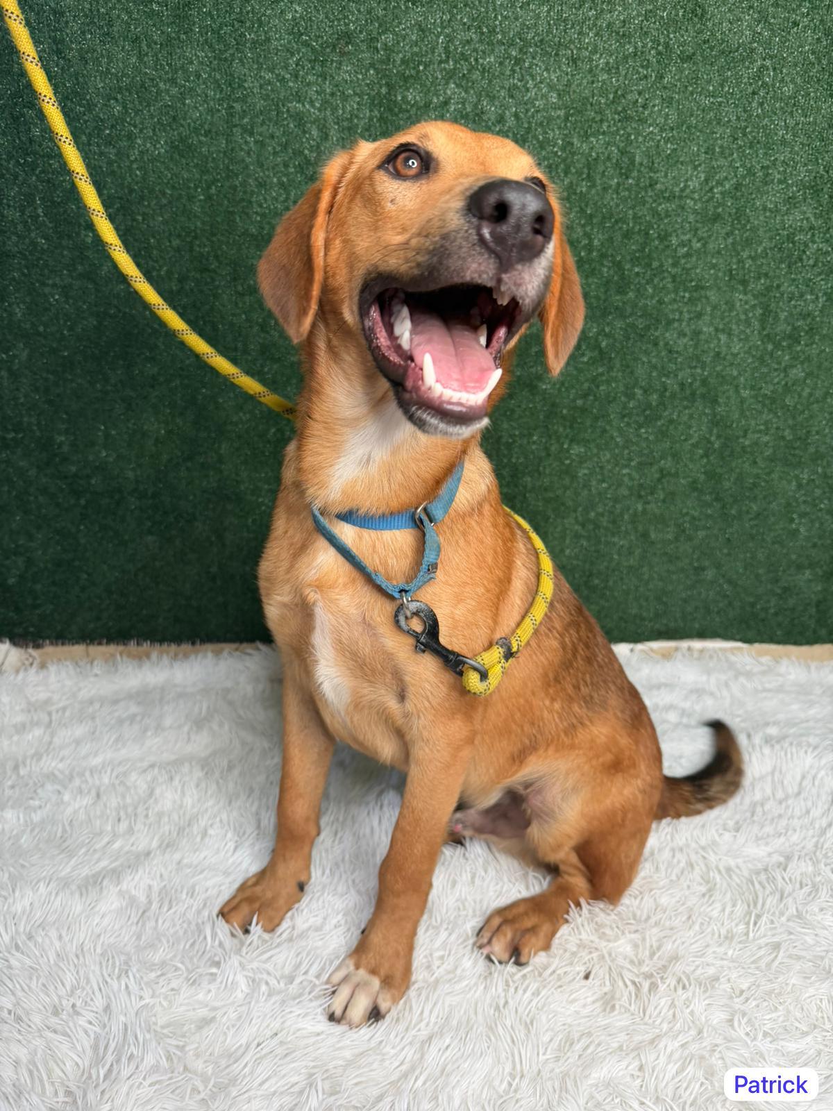 Enlarge Patrick, a Adoptable mixed breed in Elwood, NJ image 6/6