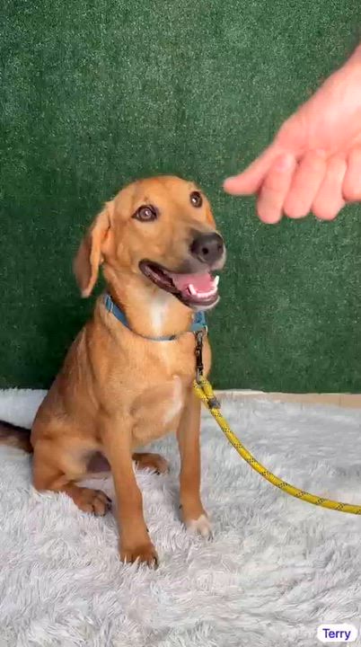 Enlarge Patrick, a Adoptable mixed breed in Elwood, NJ video 5/6