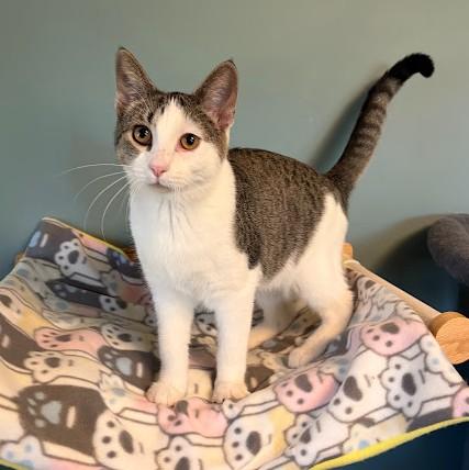 Liberty, Adoptable, Kitten Female Domestic Short Hair.