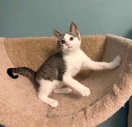 Enlarge Liberty, a Adoptable Domestic Short Hair in Andover, MN image 3/6