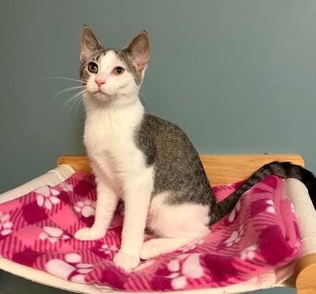 Enlarge Liberty, a Adoptable Domestic Short Hair in Andover, MN image 2/6