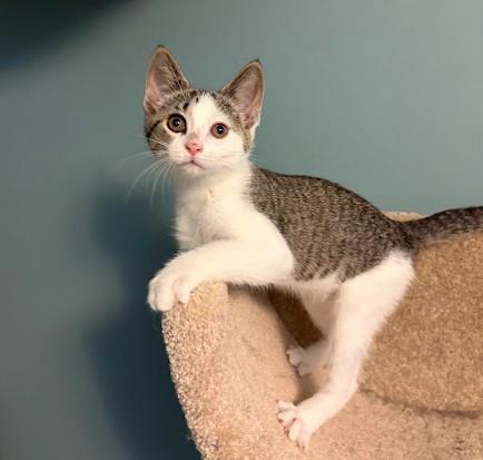 Enlarge Liberty, a Adoptable Domestic Short Hair in Andover, MN image 5/6
