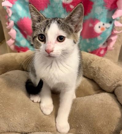Enlarge Liberty, a Adoptable Domestic Short Hair in Andover, MN image 4/6
